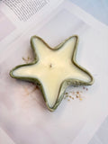 The Sage Starfish