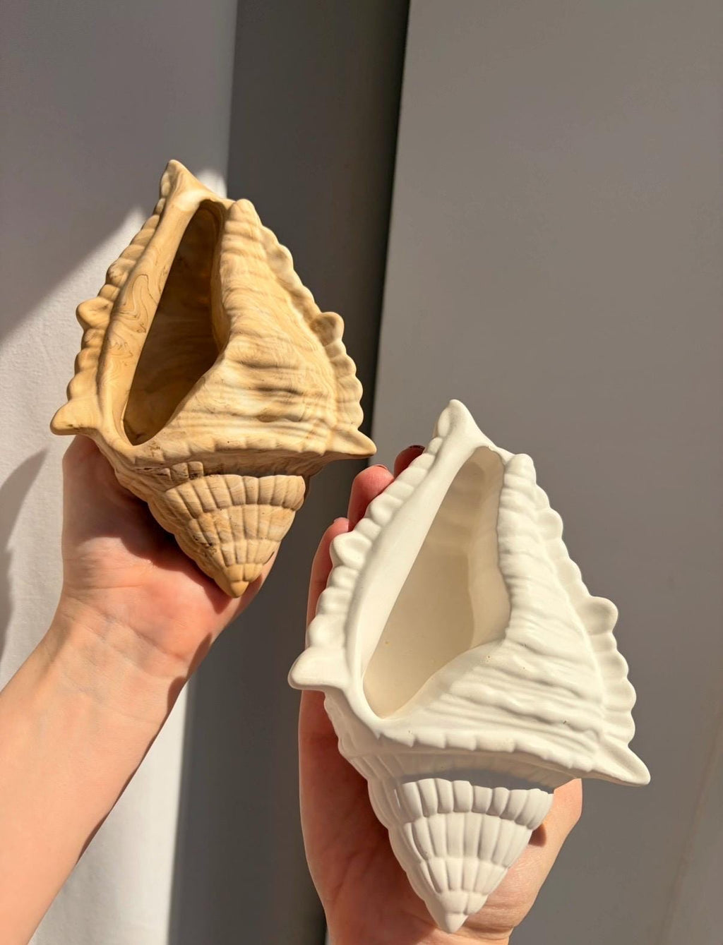 The Conch Shell